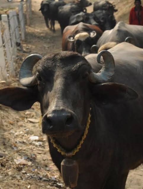 बात रुपए की नहीं है। दस भैंस बेच देने से इतना पैसा आ जाएगा कि सुप्रीम कोर्ट का जुर्माना चुका दिया जाएगा। पर ओबीसी आरक्षण केस में सिर्फ़ सवर्ण जज रखने की ज़िद क्यों मी लॉर्ड? 

थोड़ा निष्पक्ष होने की कोशिश कीजिए। 

#SupportLokendraGurjar