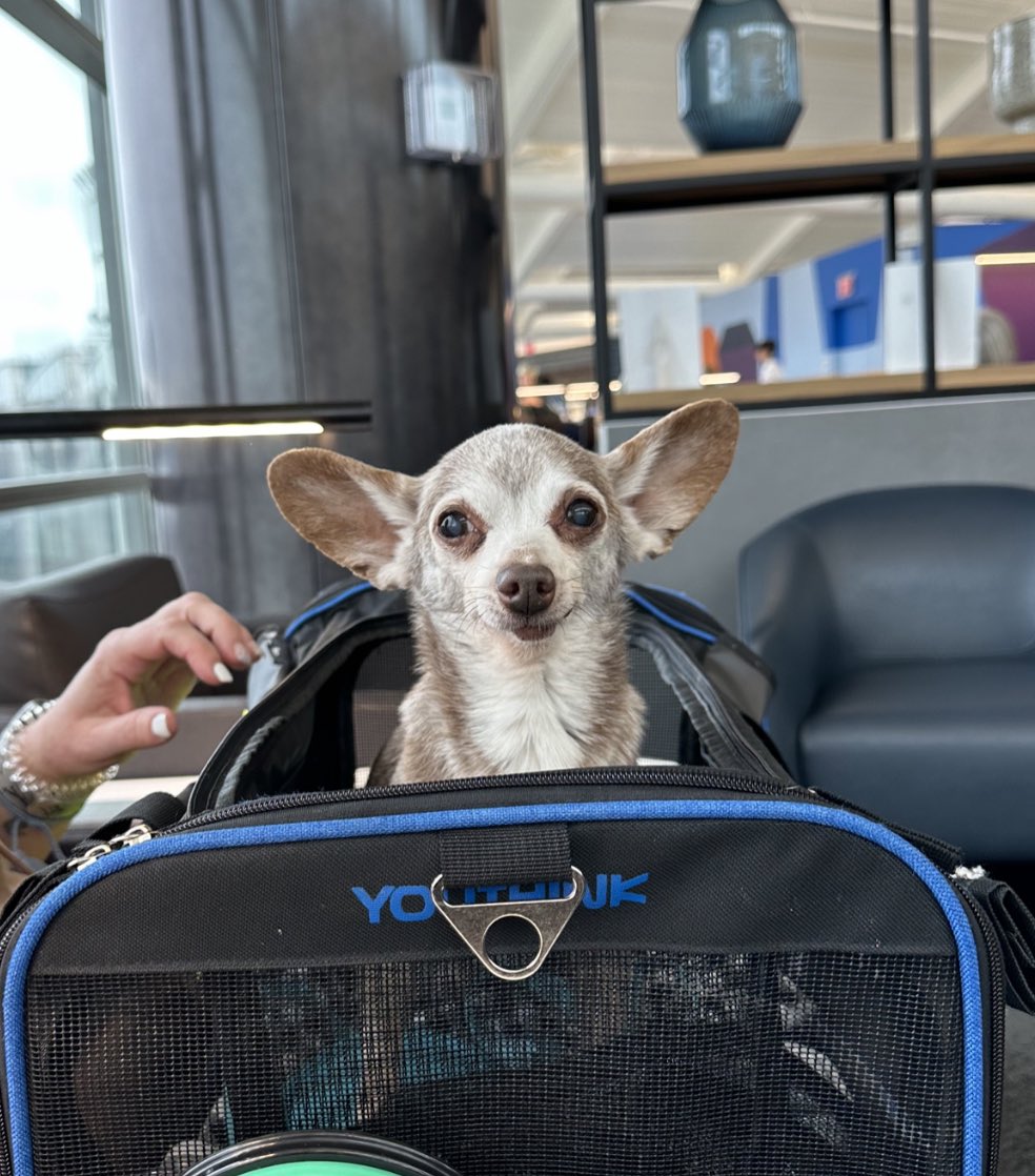 Had the pleasure of meeting this sweet gentleman! his name is Bernie and he is 17!