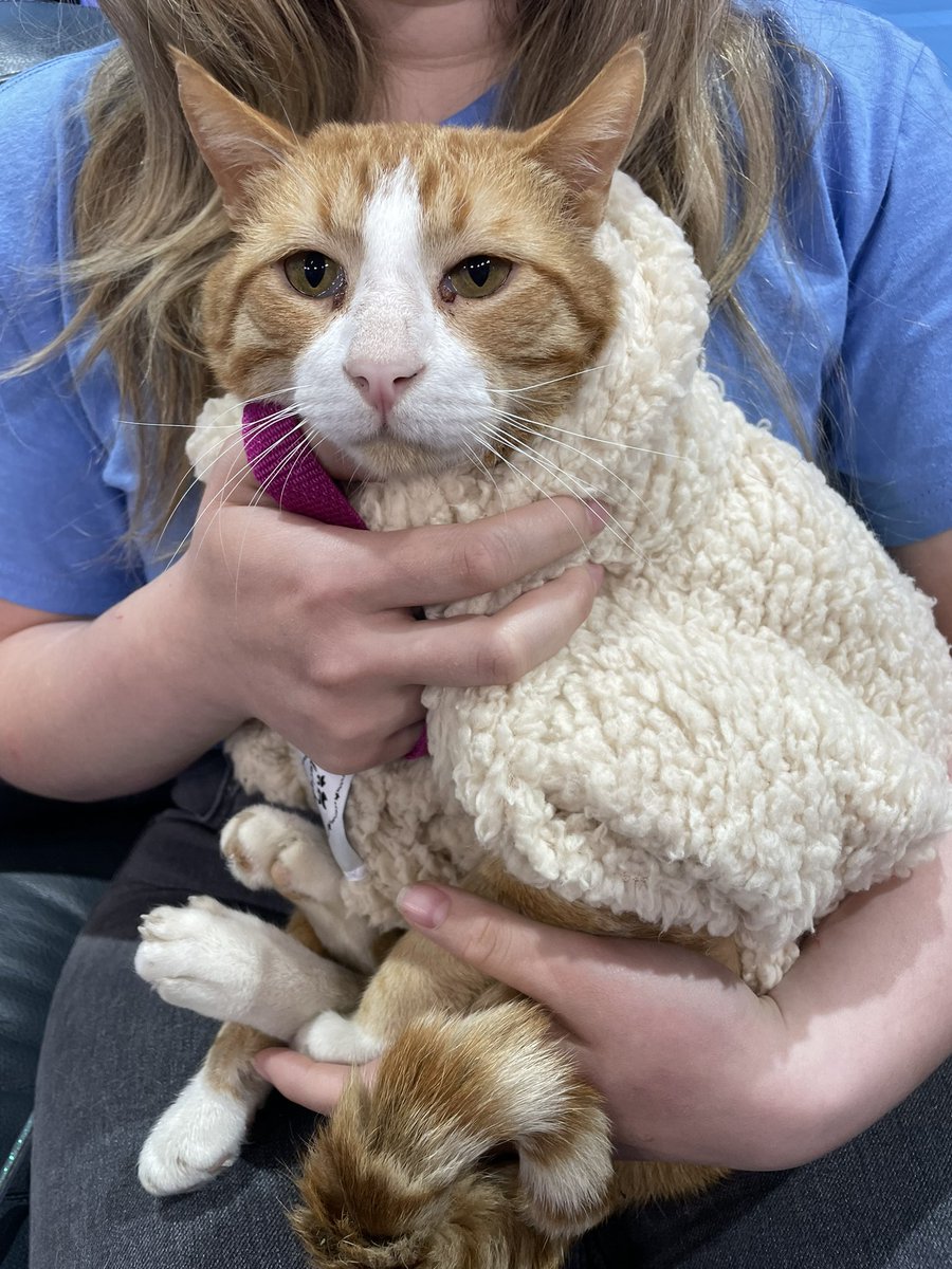 AbbieBurke21's tweet photo. PET OF THE WEEK: 
Dude! 
4yo orange tabby cat 🐱 
Shy at first but once comfortable he’s sweet, silly and cuddly. 
Likes to chat. 
Adoption fee $100 
Get him today from the Humane Society of the Pikes Peak Region!
#hsppr #petoftheweek #homesweethome https://t.co/fmahEQjstz