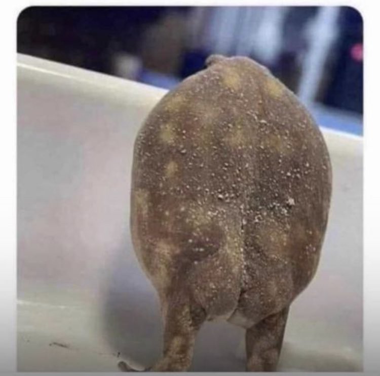 BigAmyyyyyyyyy's tweet photo. Mention your friend with this type of body shaped 🤭😹😹… https://t.co/JhoZJntemS