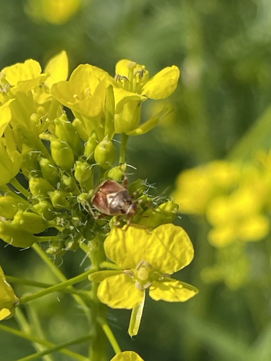 Nevin - Sustainability and Government Relations tweet media