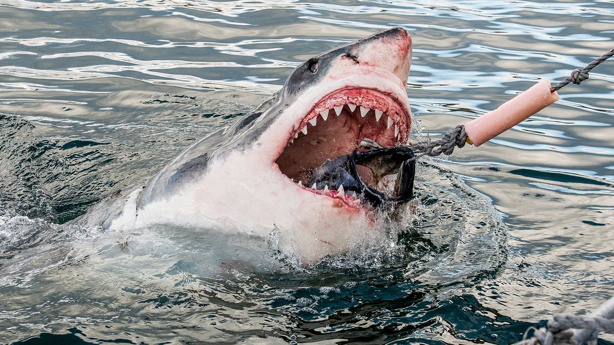 Are sharks getting hungrier for humans? Experts reveal whether you should be extra cautious in the water this summer trib.al/EiaY2fg