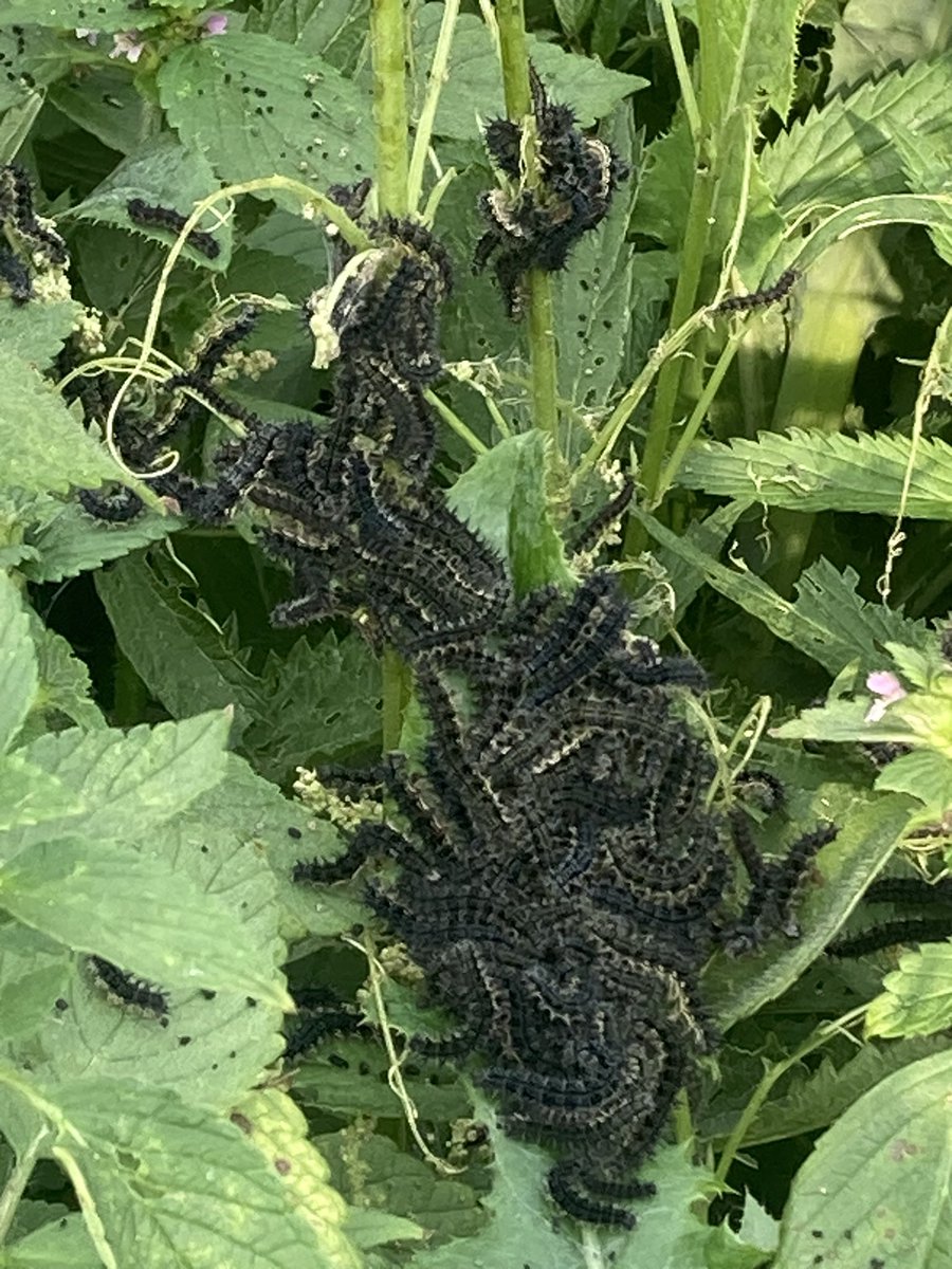 Don Shepert tweet media