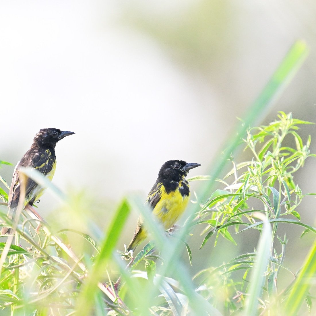 Clarke's Weaver or Kilifi Weaver, Coastal Kenya. 
Endemic species to Kenya.
#birds #birding #bird #birdtour #tour #safari