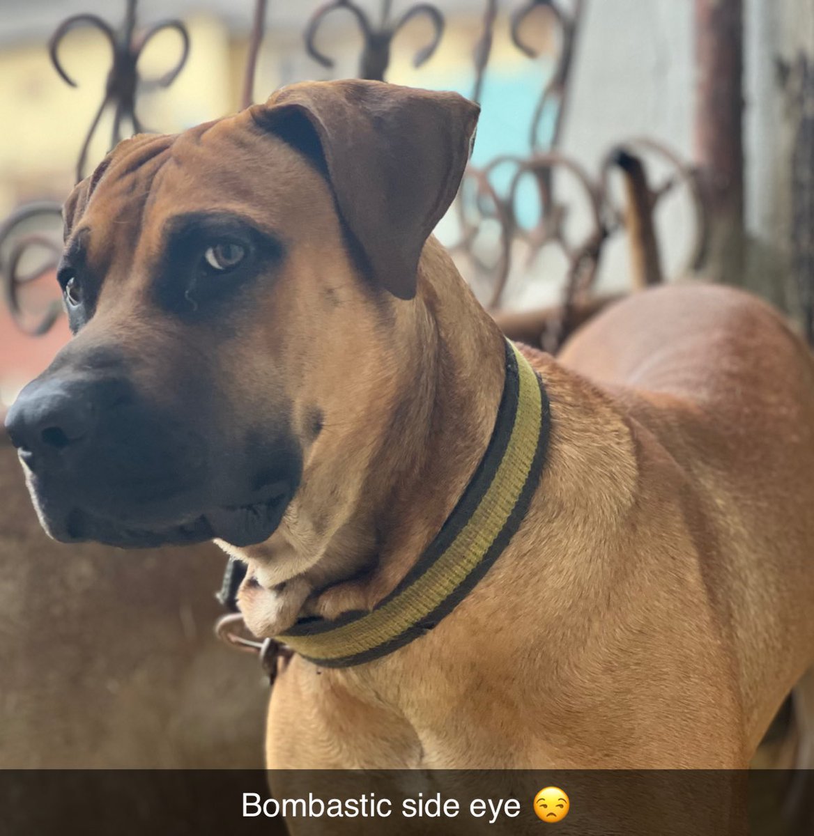 iameazyjay's tweet photo. #9ja #dogs memes 😃😅😂 https://t.co/snAqgE5sqY