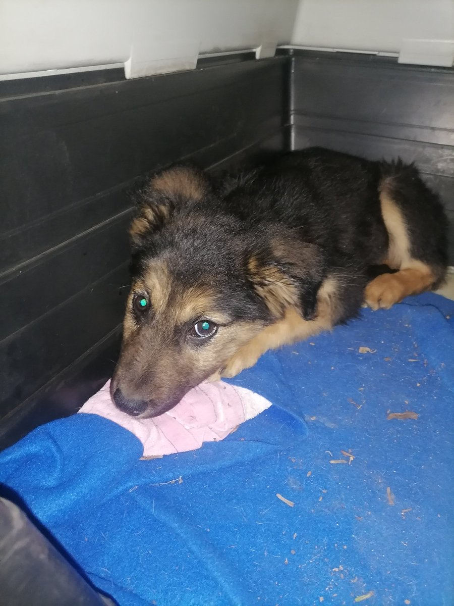 Sos hola necesito con urgencia ayuda un hogar temporal o un hogar definitivo esta pequeñita la abandonaron hace un mes y medio en mi jardín y en este tiempo han pasado muchas cosas 😔falleció mi papá quede sin trabajo y asi otras cosas y necesito ayuda😔