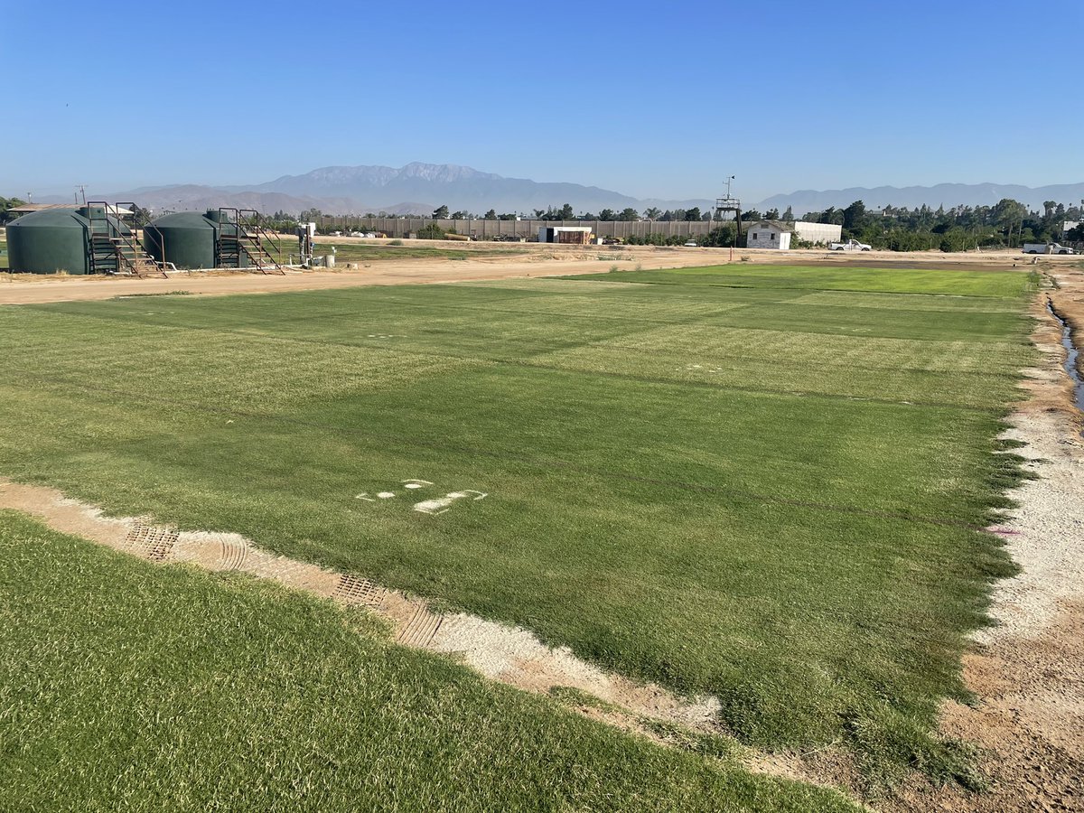 There have been times when #TifTuf was winning this 4-horse race with Santa Ana, UCR TP6-3, &amp; UCR17-8. Right now, our soon-to-be-released cultivars are shining bright! Testing for traffic tolerance &amp; divot recovery under deficit irrigation in which they excel. Field Day Sep. 14.
