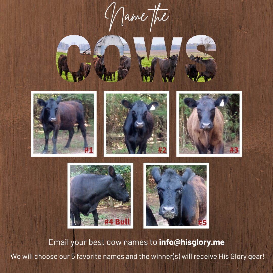 HISGLORYME's tweet photo. The bull is named however his four heifers are nameless and need your help! 🐄The winning names will be chosen this week, winners will receive His Glory Gear!
#namethecows #cows #summerfun #HisGloryGear #HisGloryNation #Texas #heifers #bull #namecontest #animalnames https://t.co/OCtpjZmdHJ