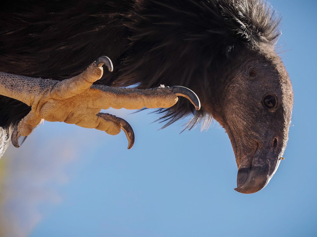 Mickey Grebe tweet media