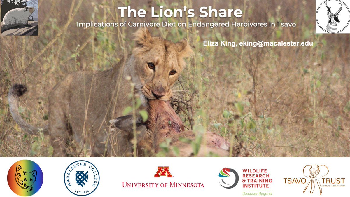 StotraChakraba2's tweet photo. 2/2 Catch @elizzza_king speaking about this super cool study today (7/19, 3:45 pm, Conservation sesh, Room D) #imc13 @IMammalogy @MammalMeetings @Mammalogists! folks, trust me, you don’t wanna miss this star talk about 🦁💩🦓 #heymac https://t.co/NaDM6qn9ea
