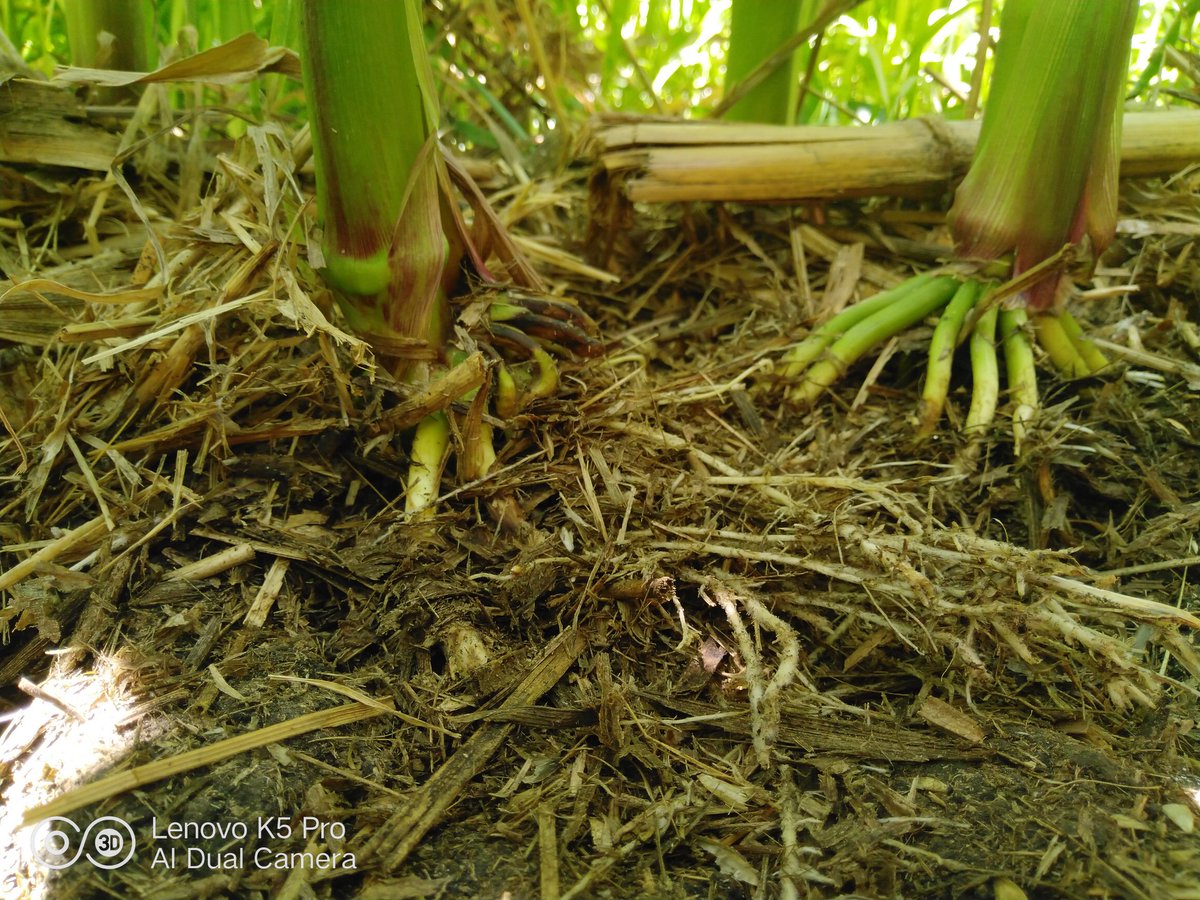 Después de un año de usar el rastrojo como cobertura vemos mejoras en la calidad del suelo, observando un mayor crecimiento de raíces secundarias y una capa del suelo más porosa. 🌽🌽