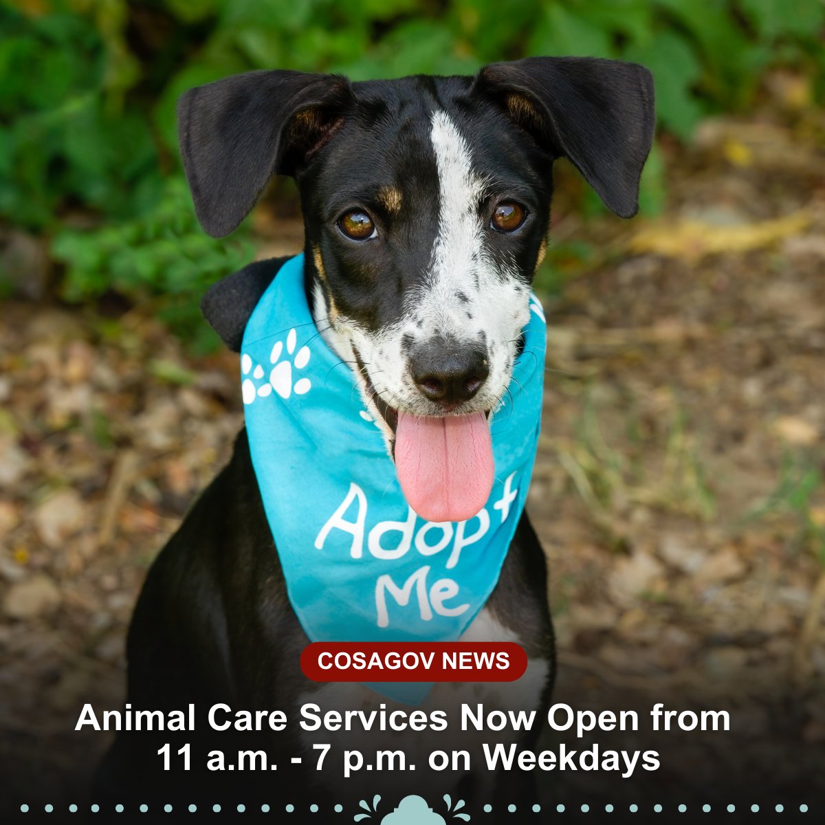 City of San Antonio on Twitter "Good news, San Antonio! 🐾 The Animal