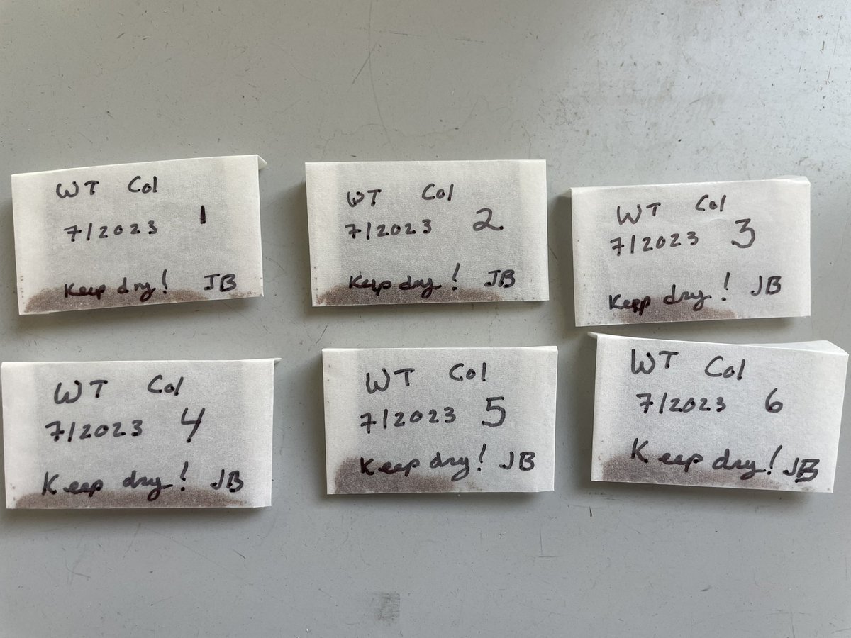 WT seed stocks for the next year… happy germination!