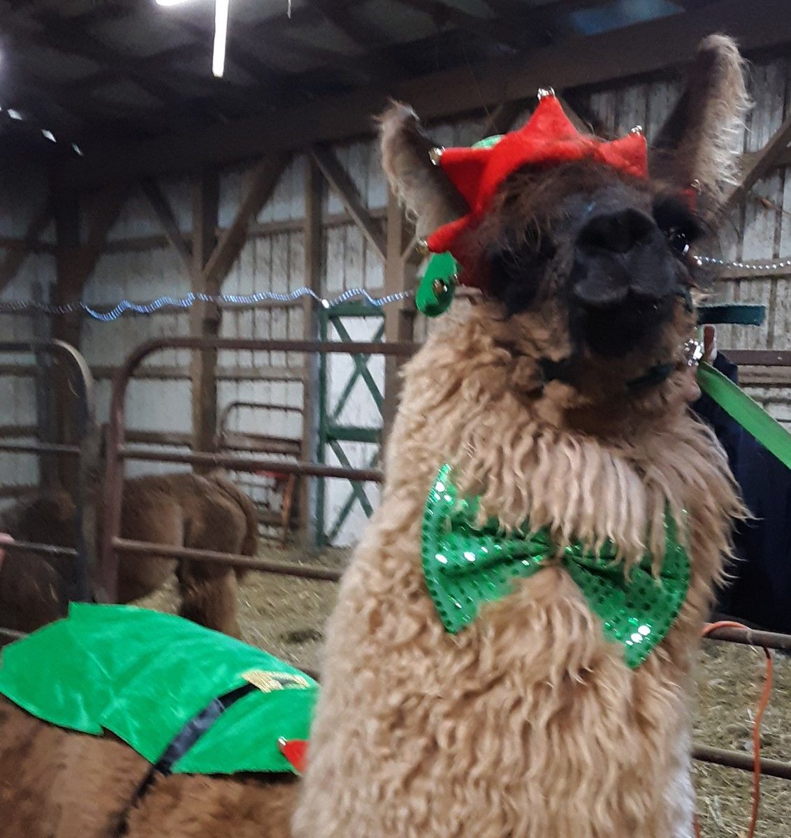 This Saturday, Llamas Llamas at the library library.
kdl.bibliocommons.com/events/63efcb5…