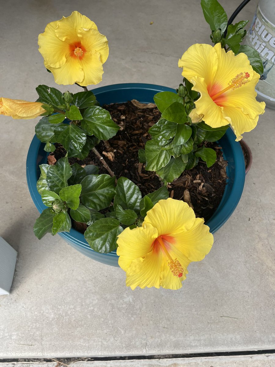 FieroFun's tweet image. Love how the hibiscus is blooming so well! #funfiero