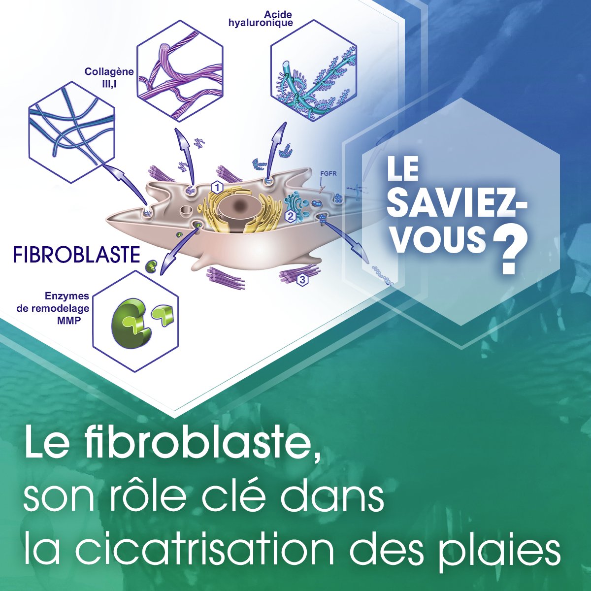 LaboBrothier's tweet image. Une étude publiée dans Scientific Reports, met en avant le rôle de la protéine MFAP5 du fibroblaste dans la cicatrisation des plaies. 

🩸 Apprenez en plus sur les fibroblastes: loom.ly/BgnUeNQ 
Découvrez l'article sur l'étude : loom.ly/iQERZQA
