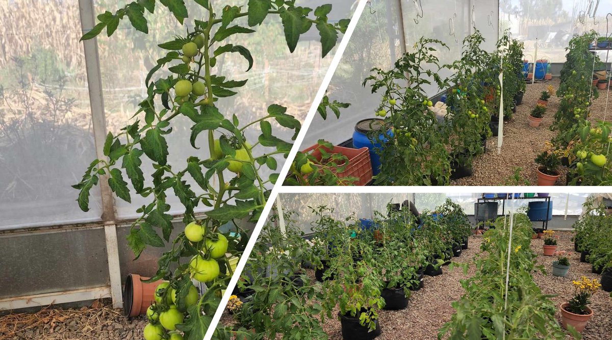 ShikTem's tweet photo. 6/7 Bioles elaborados a partir de las halófitas S. verrucosum, F. trinervia y H. Curassavicum, aplicados al 10%, aportaron una adecuada nutrición al jitomate (S. lycopersicum), contribuyendo a que el cultivo tuviera un adecuado desarrollo, rendimiento y calidad de fruto. https://t.co/UwMfVd7zq1