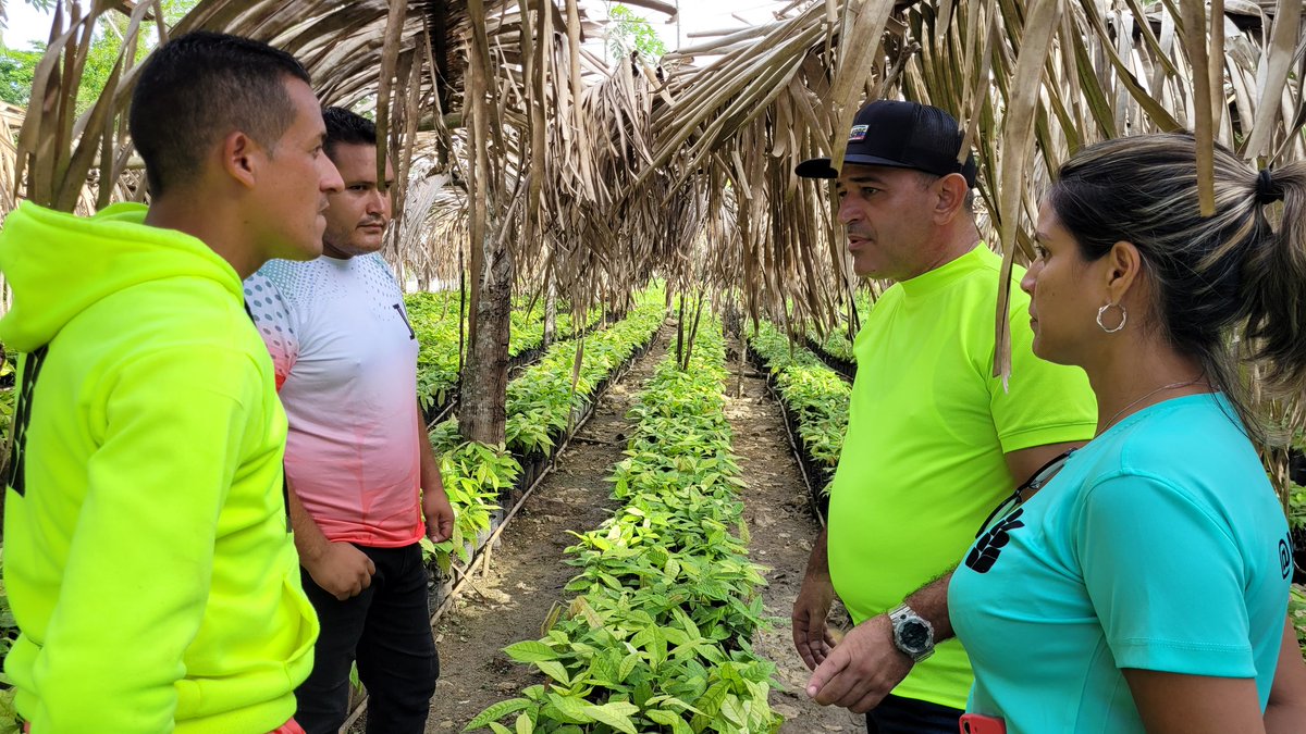 Más de 50.000 plantas de Cacao entregadas a nuestros productores de la parroquia Tavera Acosta del Municipio Andrés Mata.

<a href="/NicolasMaduro/">Nicolás Maduro</a> 
@GPintoVzla 
<a href="/dcabellor/">Diosdado Cabello R</a> 

#productoresdecacao
#andresmata
#sucre