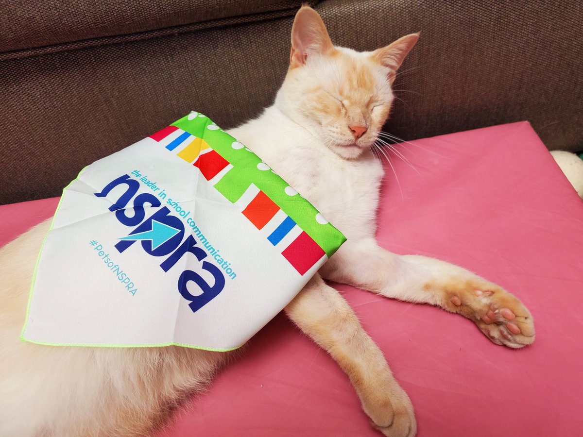 sjmenefee's tweet photo. I think Buttermilk Biscuit the kitty likes his bandana. But it's going to be more of a toy / cat blanket 😂 #NSPRA2023 #PetsofNSPRA @NSPRA https://t.co/1396x8G9jI