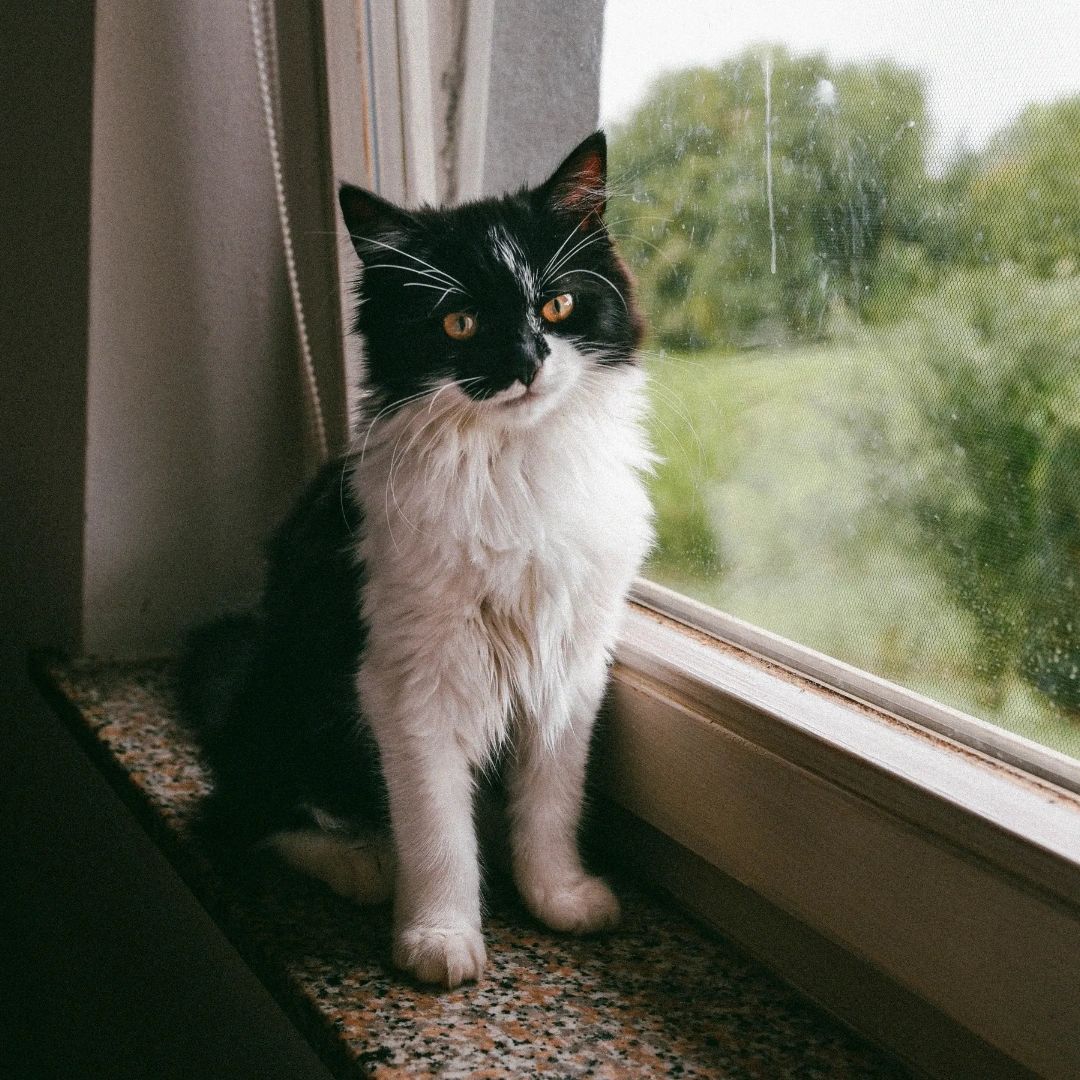 cascadevetctr's tweet photo. Since cats are silent sufferers, getting them examined regularly by an experienced veterinarian is essential. Visit https://t.co/1kKwr0KTfr to schedule an appointment with our compassionate staff today. https://t.co/kZH019xmzX