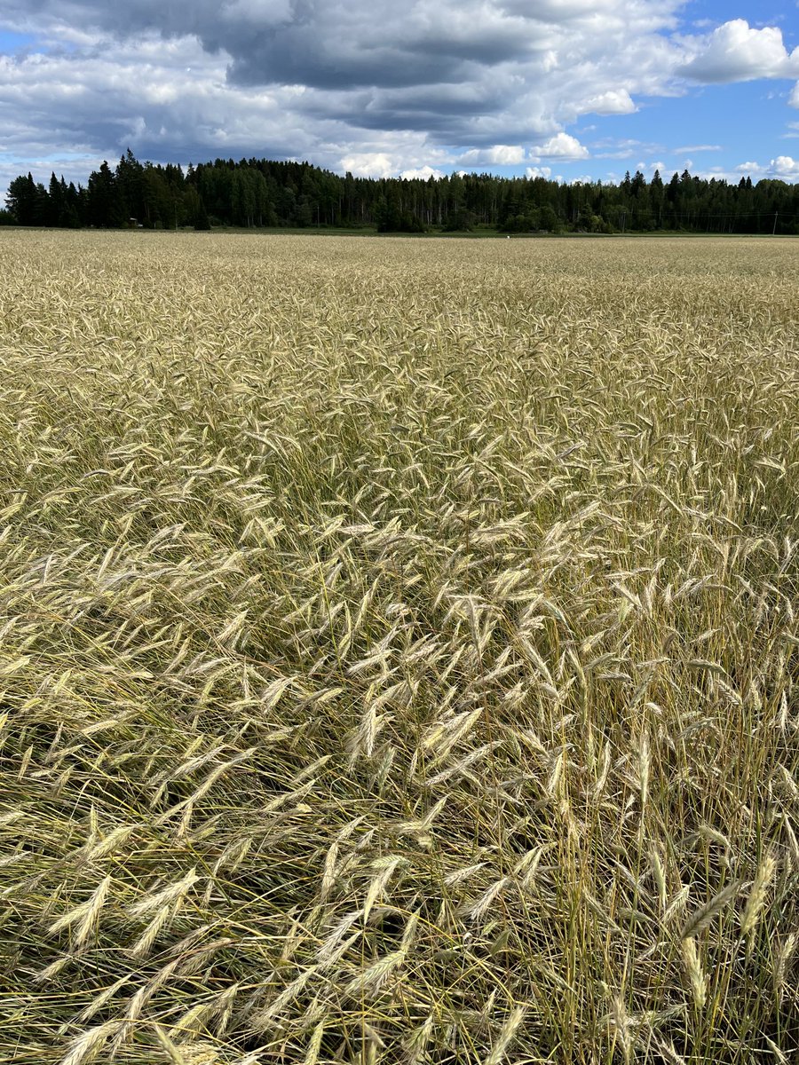 TeemuHelkala's tweet photo. Sieltä se puintikausi lähestyy!
Saa nähdä alkaako syysrukiin puinti heti elokuun alussa 🤔 #kasvukausi2023 https://t.co/xFtsHyGSov