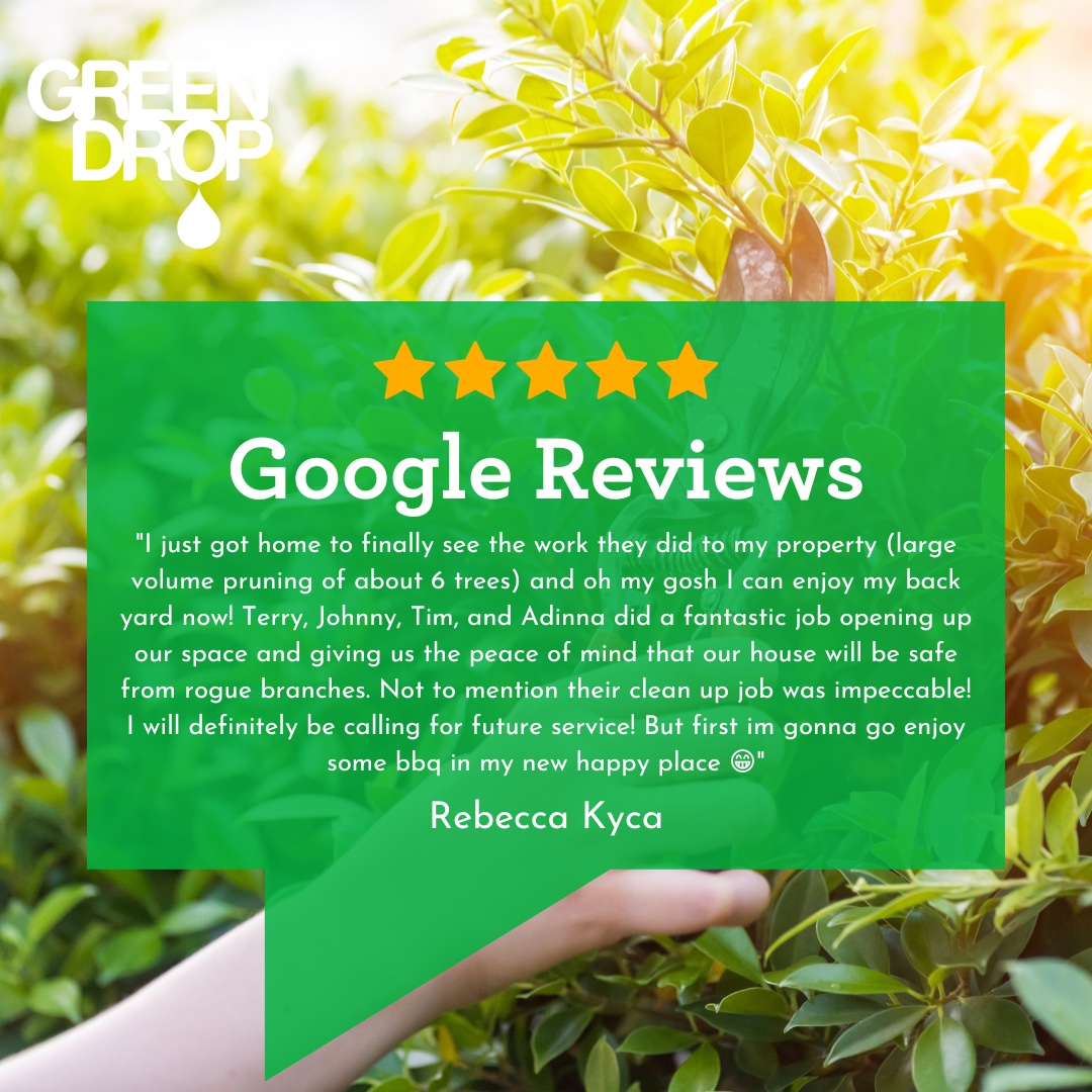 GreenDropTrees's tweet image. Shout out to this Tree Crew for doing an impeccable job on this Subscribers property! 🌳 👏  

Thanks for the review, Rebecca. Hope you enjoyed your BBQ in your revamped yard! 

#ItsBeautifulOutside #GreenDropTreeCare #GoogleReviews #FiveStarReviews