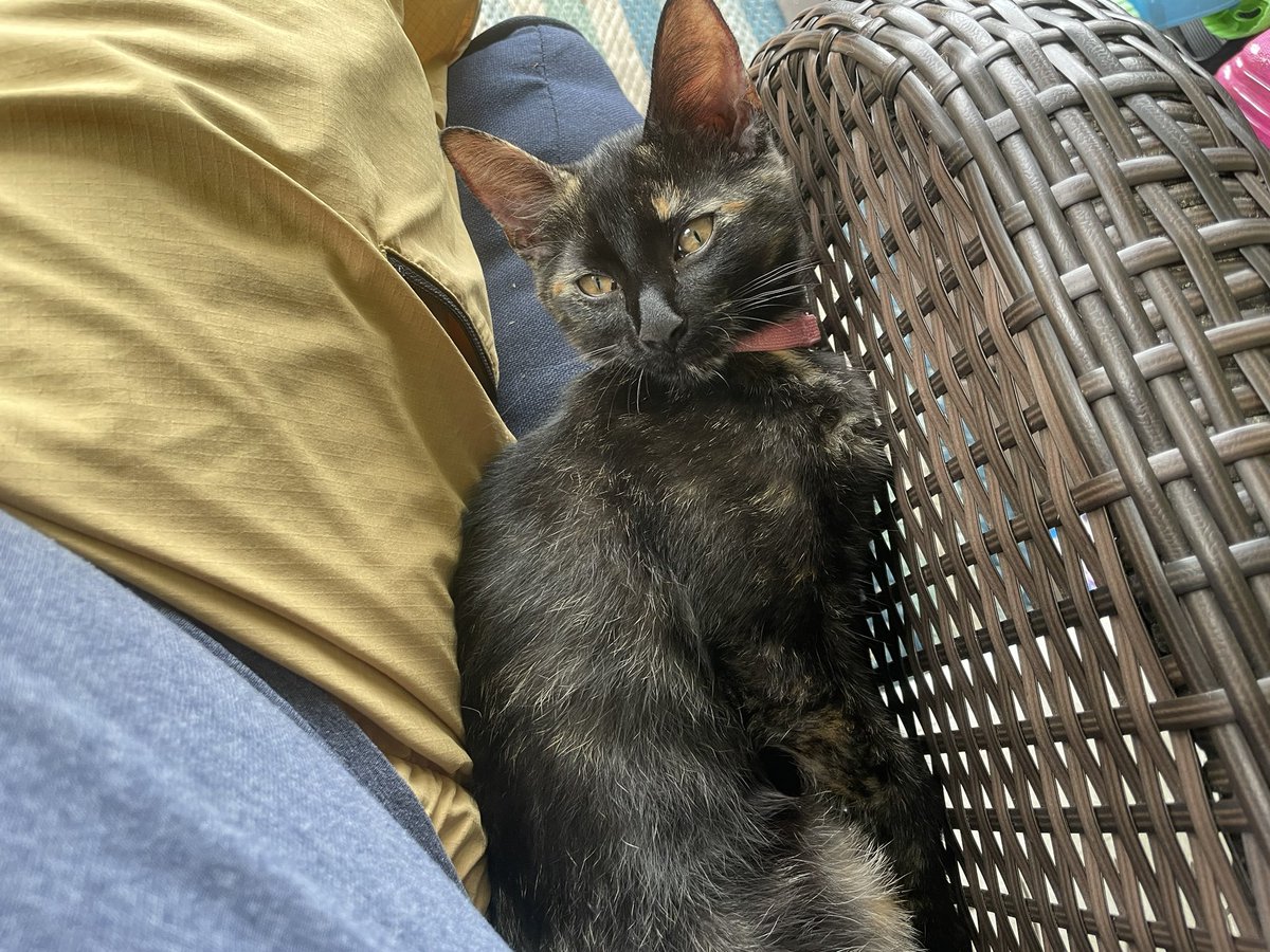 KSekouM's tweet photo. Your daily #kitpic, which I have now coined, and encourage you all to use when you send me pictures of your own cats.
That was not a request. Send me your cat pictures or I’ll cry. You’ve been warned. https://t.co/gzBk8eViDS