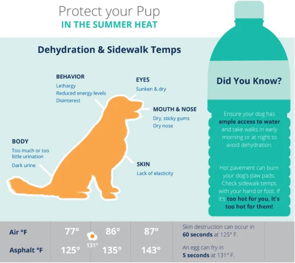 🚨Protect your pet’s paws from the extreme heat!

When the air temp. is 86°, the asphalt temp. is 135°🥵
 
💡To find out if the ground is too hot for your pet, place your hand on the pavement for 10 seconds. 

‼️If it’s too hot for you, it’s too hot for your pet!

#SummerReady