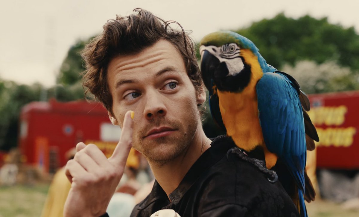 Harry Styles Brasil tweet media