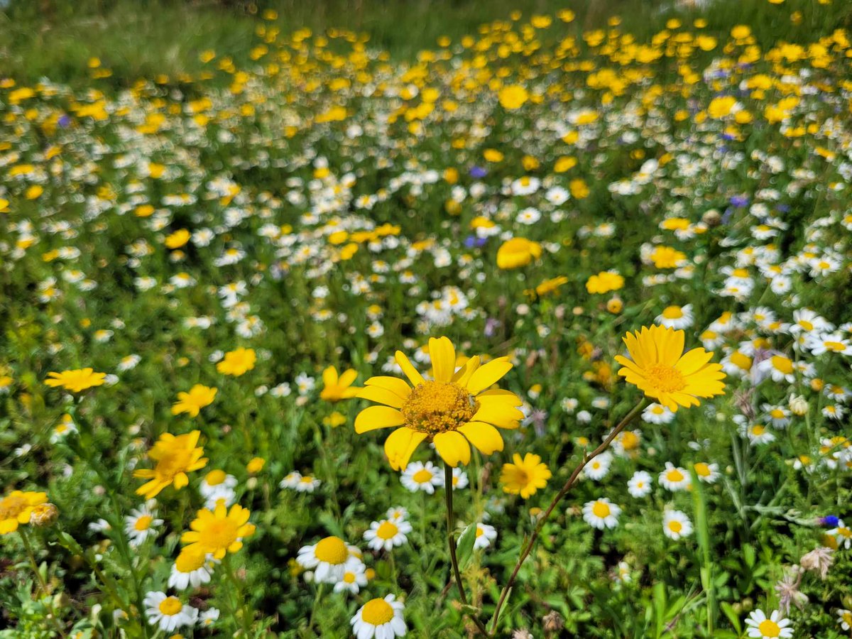 Join us at the Green Gym tomorrow at Lockleaze sports centre, we'll be planting wildflowers and carrying out a wildlife survey! All welcome to join from 10:30-13:30.
tcv.org.uk/southwest/volu…