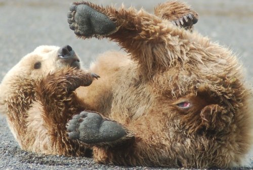 Bare pussy/Bear pussy