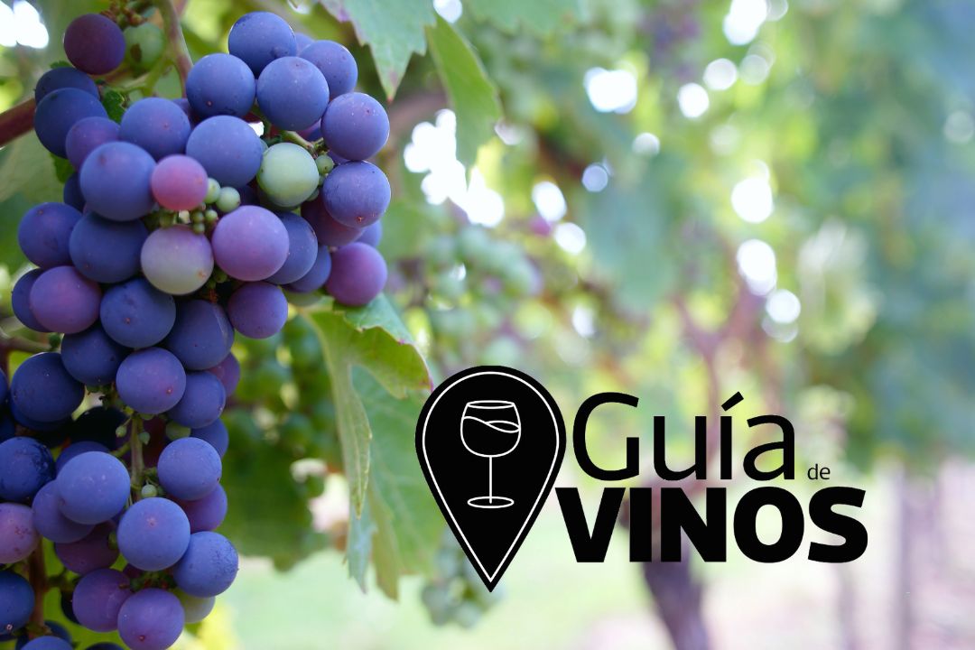 ezemgonzalez's tweet photo. Comienza una nueva aventura. Armé @GuiadevinosAR 
Es un espacio para aprender y difundir sobre el mundo del #vino. Una pasión que fue creciendo en el último tiempo.
Los invito a seguir la cuenta (acá y en instagram) 
Nos pueden leer en https://t.co/2qNGhoIb4r https://t.co/7dRarn7Cp2