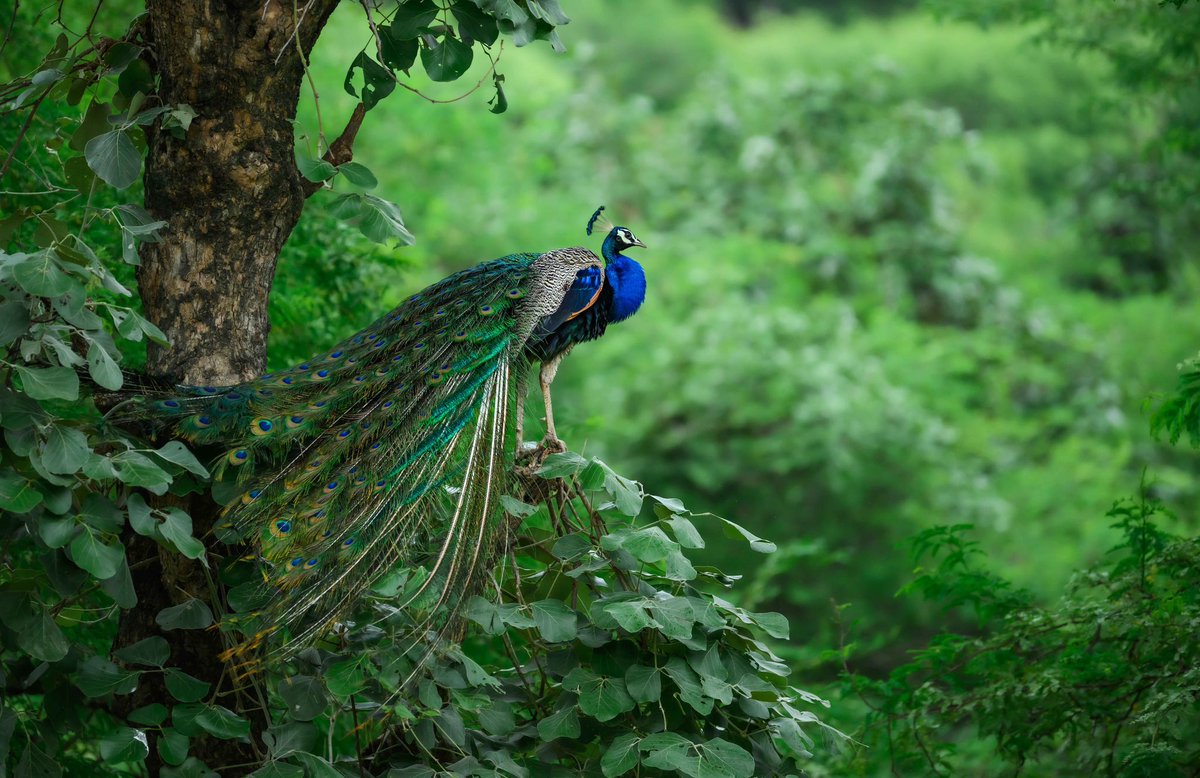 Rainy morning safari with Peacock.
Camera: Nikon Z9, 70-200mm. 
Location: Ranthambore, Rajasthan. 
#indiaves #bbewildlifepotd #natgeoindia
#NatGeo #ThePhotoHour #BirdsSeenin2023 #birds #bbceart #amazingnature
