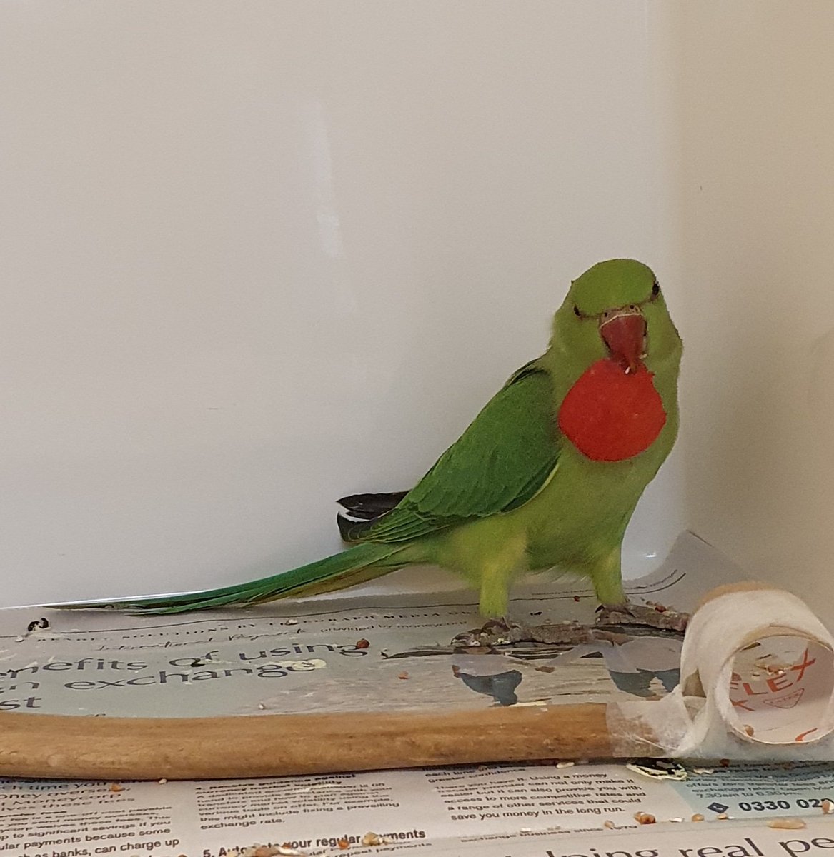 henleyvets's tweet photo. 📢 FOUND PARAKEET, 📍SHIPLAKE
📆 18TH JULY 2023
Likely to be part of the local wild population, but just in case someone has lost one ❤️.
☎️ 01491 574490
#LostandFoundPets #FoundParakeet #shiplake #henleyonthames henley https://t.co/FnghjBZzhN