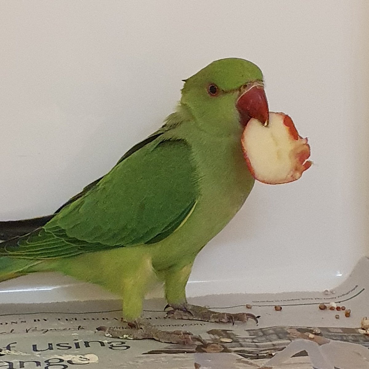henleyvets's tweet photo. 📢 FOUND PARAKEET, 📍SHIPLAKE
📆 18TH JULY 2023
Likely to be part of the local wild population, but just in case someone has lost one ❤️.
☎️ 01491 574490
#LostandFoundPets #FoundParakeet #shiplake #henleyonthames henley https://t.co/FnghjBZzhN