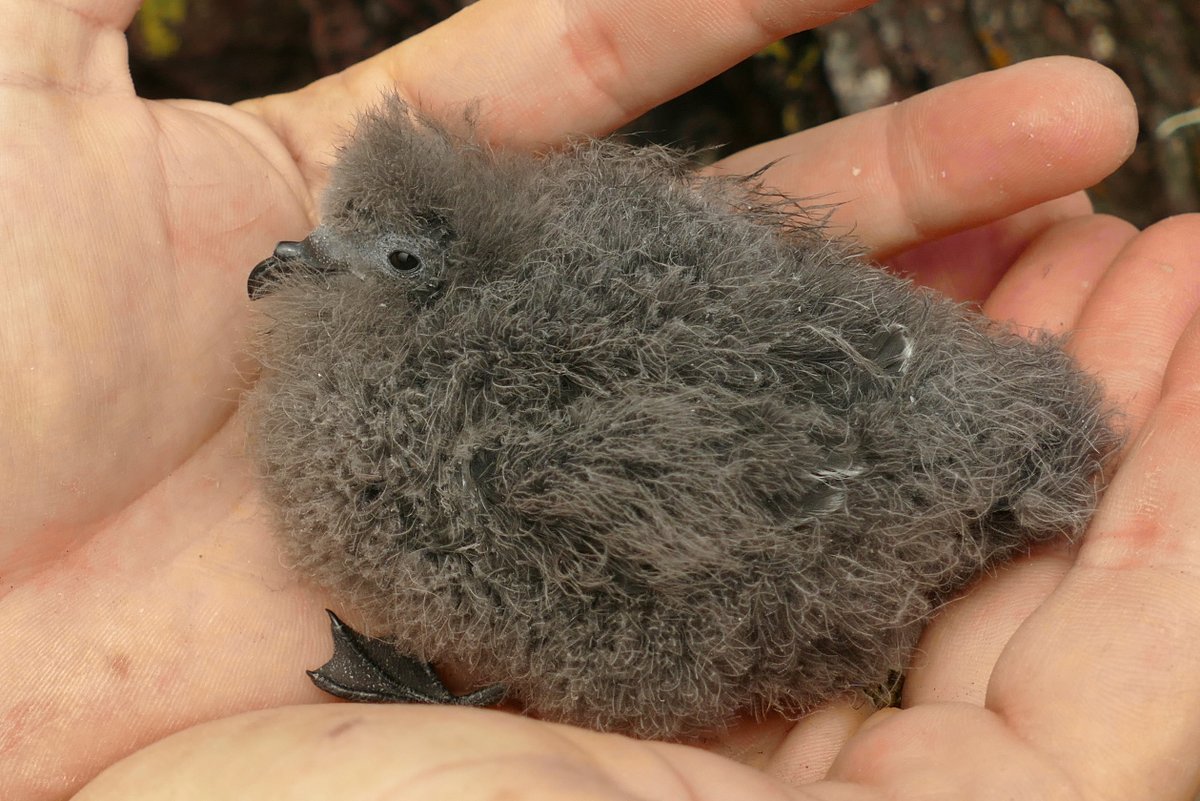 SkokholmIsland's tweet image. One of the Storm Petrels handled last night was ringed in Petrel Station box 11 by @billsbirding in 2019. Thirty birds later and we handled one ringed by @JodiemHenderson in 2021, from the very same box 11!!! Two probable siblings flying around together.