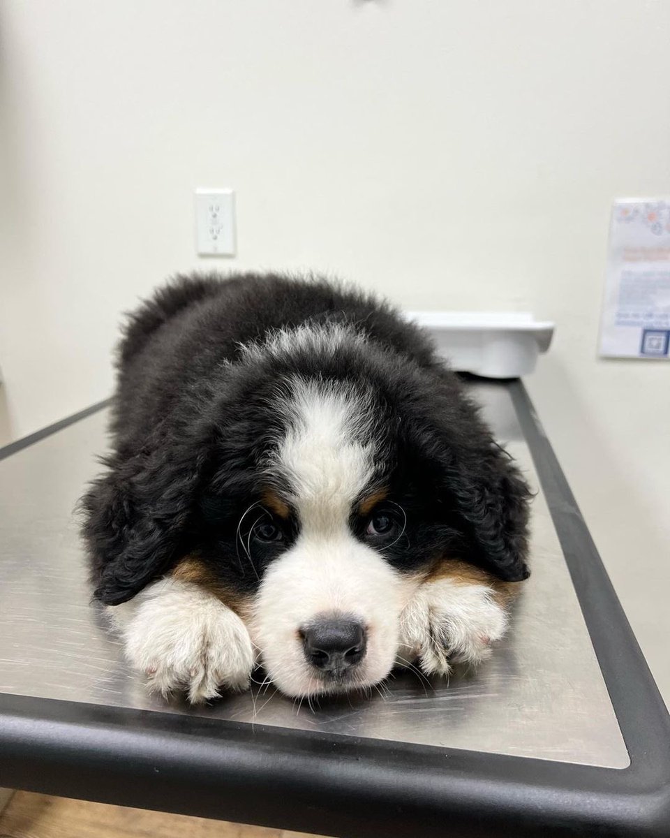 dog_rates's tweet photo. This is Bond. He was very excited for his first vet visit. But it turns out being that excited can be pretty tiring. 12/10 https://t.co/VteZMqfvTw