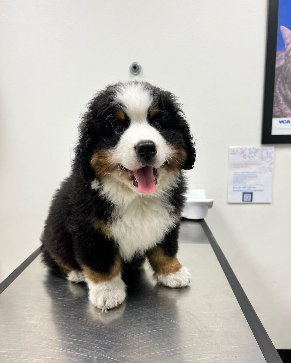 dog_rates's tweet photo. This is Bond. He was very excited for his first vet visit. But it turns out being that excited can be pretty tiring. 12/10 https://t.co/VteZMqfvTw