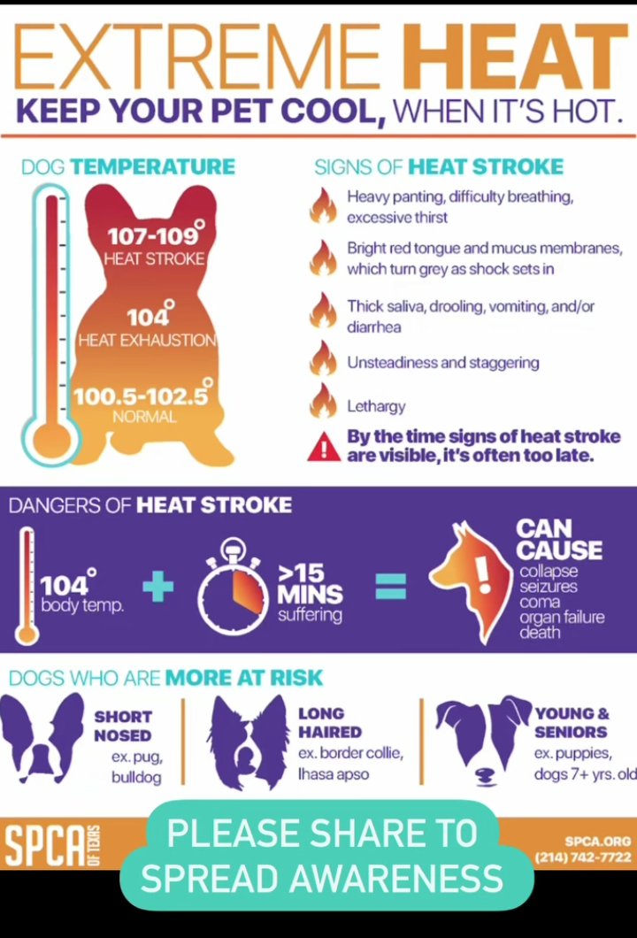 tiacalenture's tweet photo. Please be aware of extreme heat and the rangers to your pets. If the sidewalk is too hot for you to touch for the count of ten, it's too hot for their paws. Do not leave them in the car without air conditioning. Give plenty of water. https://t.co/UhTVzoMYrV