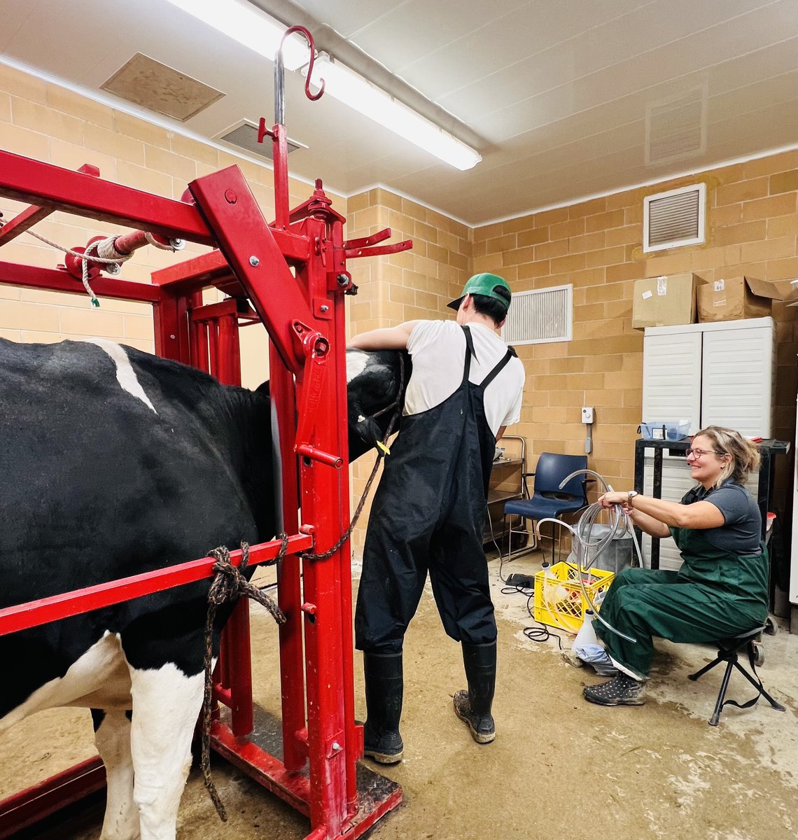 JimenaLaporta's tweet photo. Proud of this amazing team! 
Mammary biopsies and rumen fluid collections ✔️🐄 
@GuadagninAnne you will be missed! https://t.co/taUsm2ZqFr