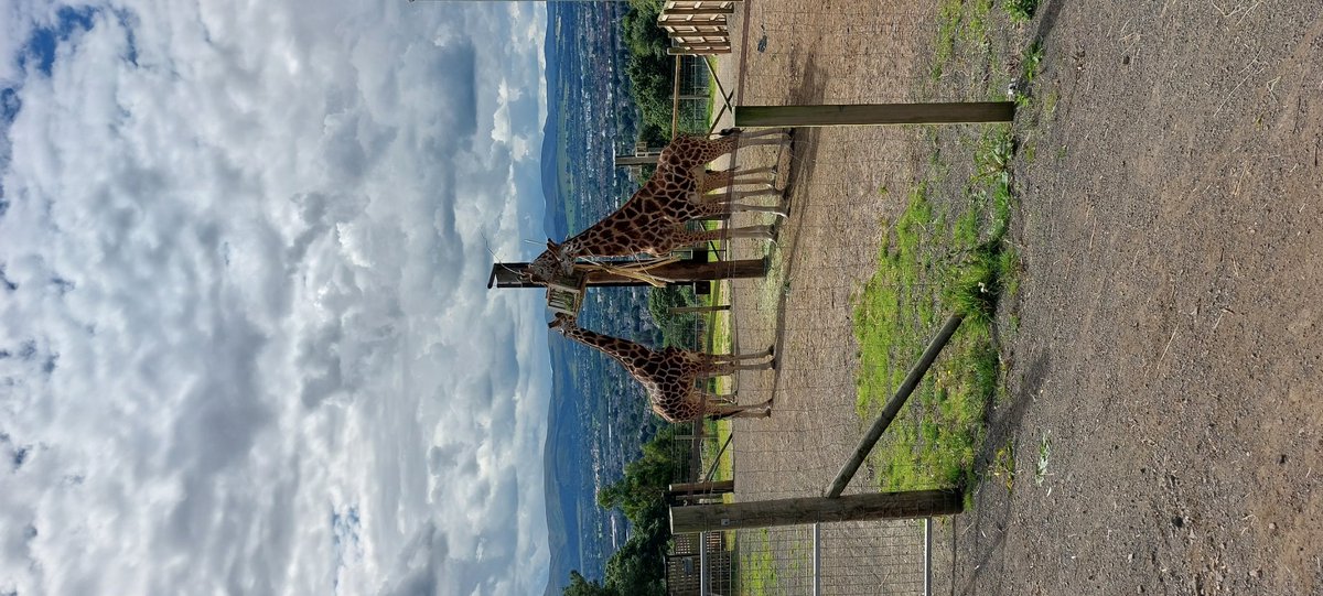 Got more than we bargained for when we found dinosaurs at the zoo.... thankfully no one was eaten and we made it back with all the children!! 😂