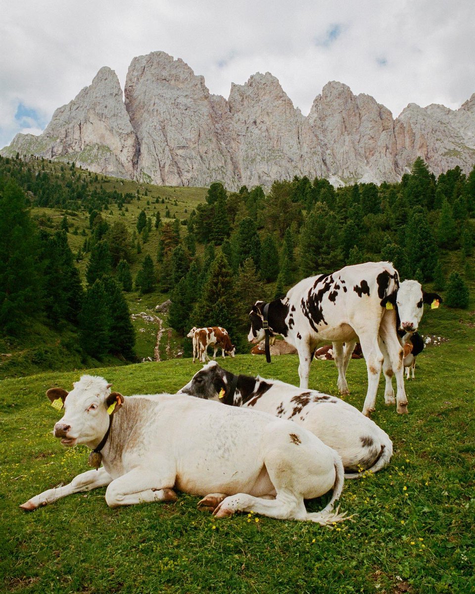 GM from the Dolocows ✨