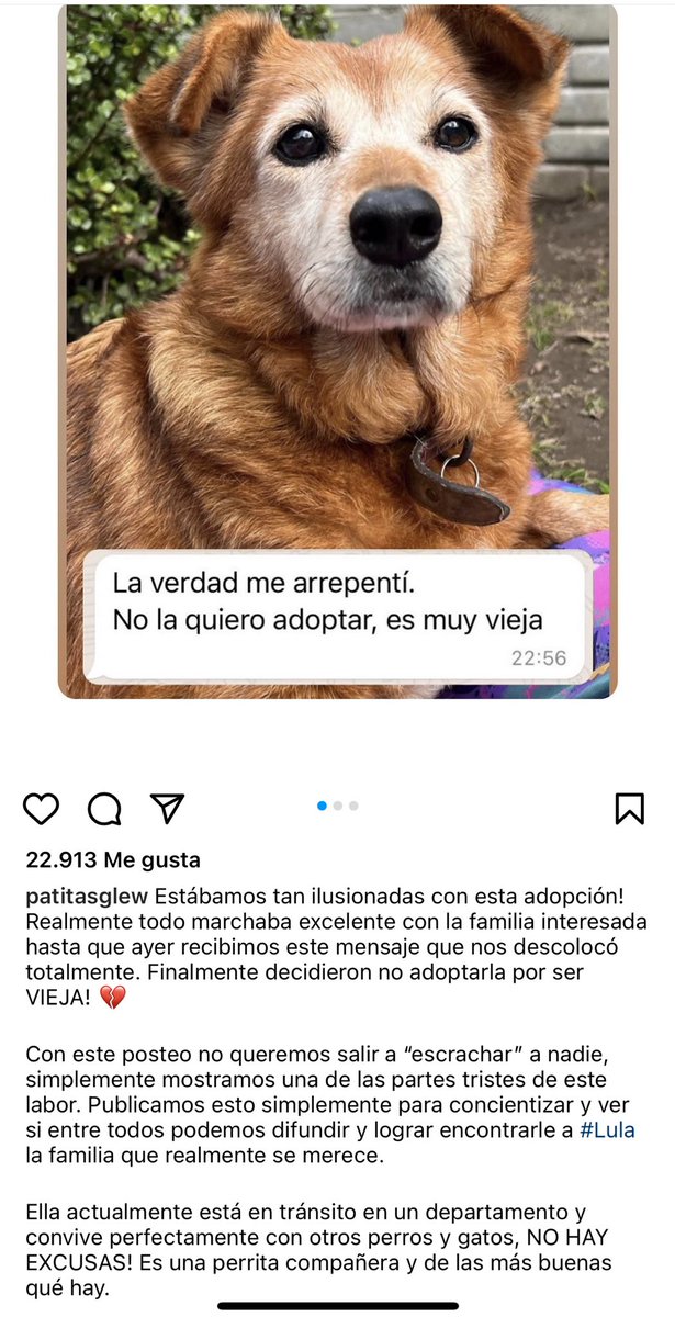 MalenaStein's tweet photo. Los adoptantes la devolvieron porque “es vieja”…
Si no sos un sorete infinito y queres adoptar a esta hermosura, escribile por Instagram a @Patitasglew .
Convive con otros animales y miren lo hermosa que es ❤️🥹 https://t.co/byGgrlfA0D