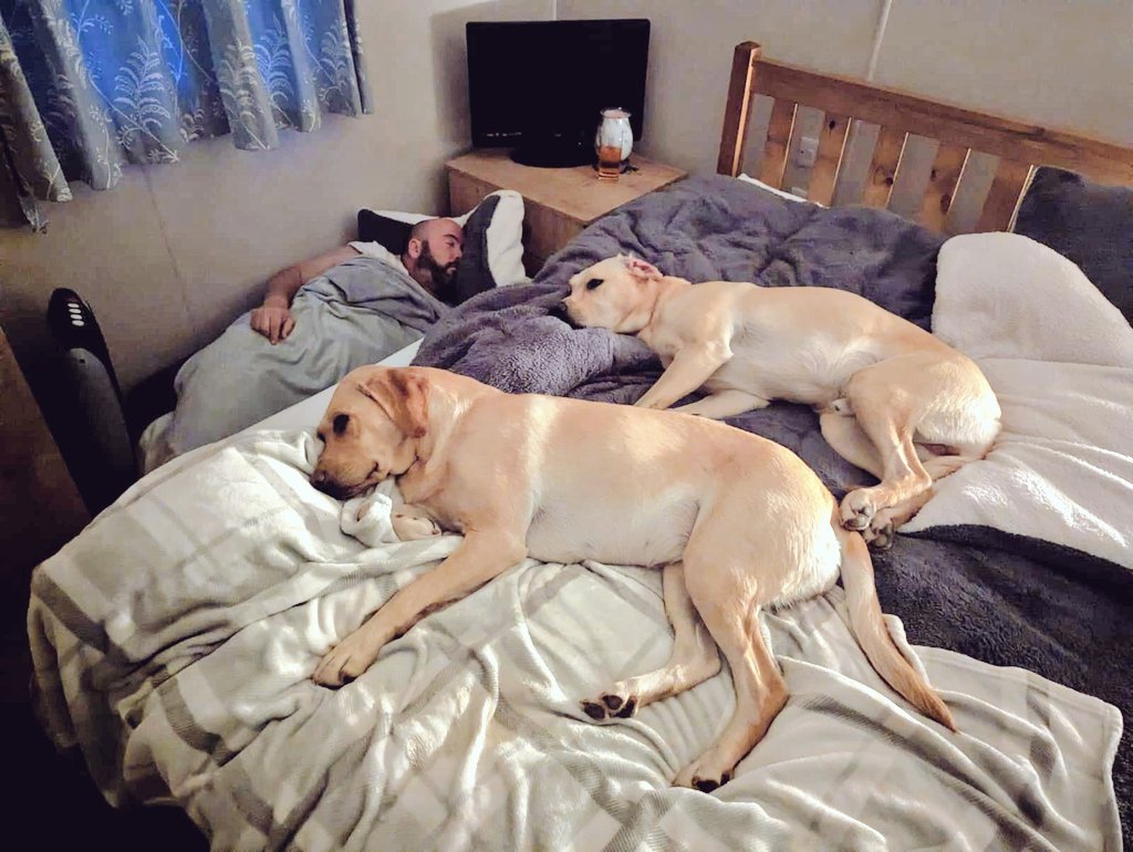 BertTheBearBook's tweet photo. I'm practically wobbling through this afternoon with a sore back. According to Dawn, my sleeping positions are probably to blame. But how could I disturb the dogs? They looked so comfortable, and I'm all about maintaining their royal slumber! 😴 💤
#dogsoftwitter #dogs #dog https://t.co/rzMZKsK2oG