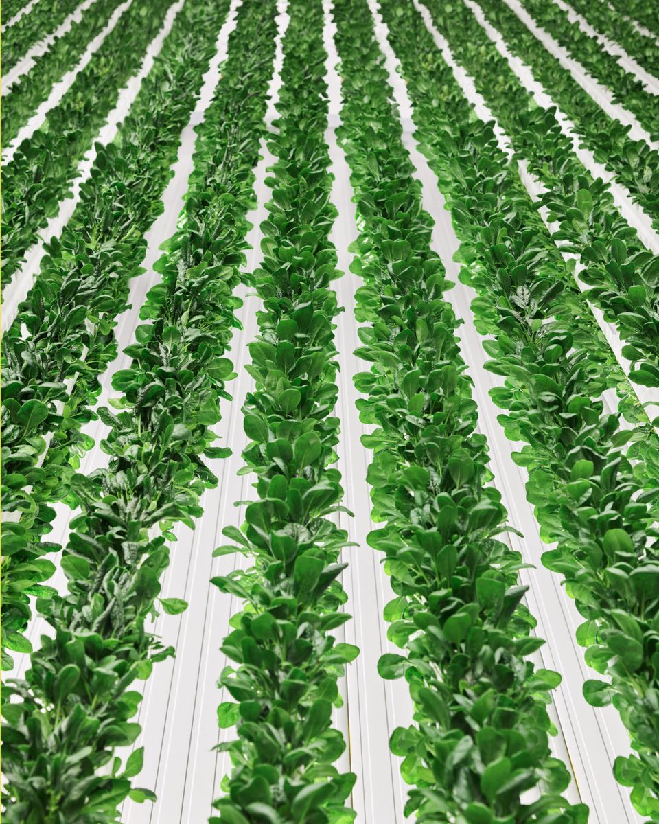 Our leafy greens are reaching new heights at the Plenty Compton Farm, two stories tall to be exact! #agtech #verticalfarm