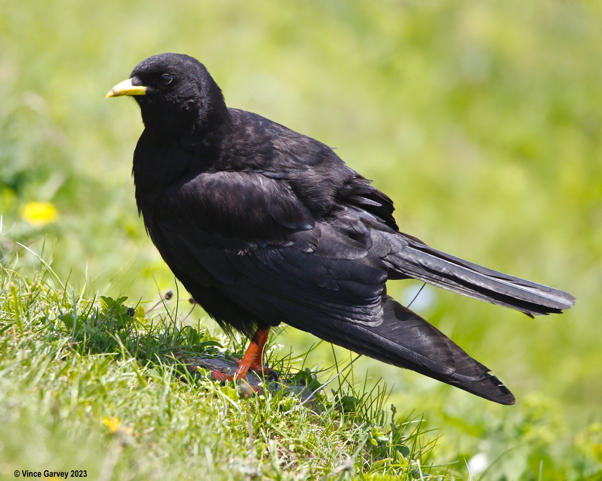 wasn't going to post , thought hey y Knot.. when will I see this stuff again.. Swallowtail and Alpine Choughs.. Austria June 2023