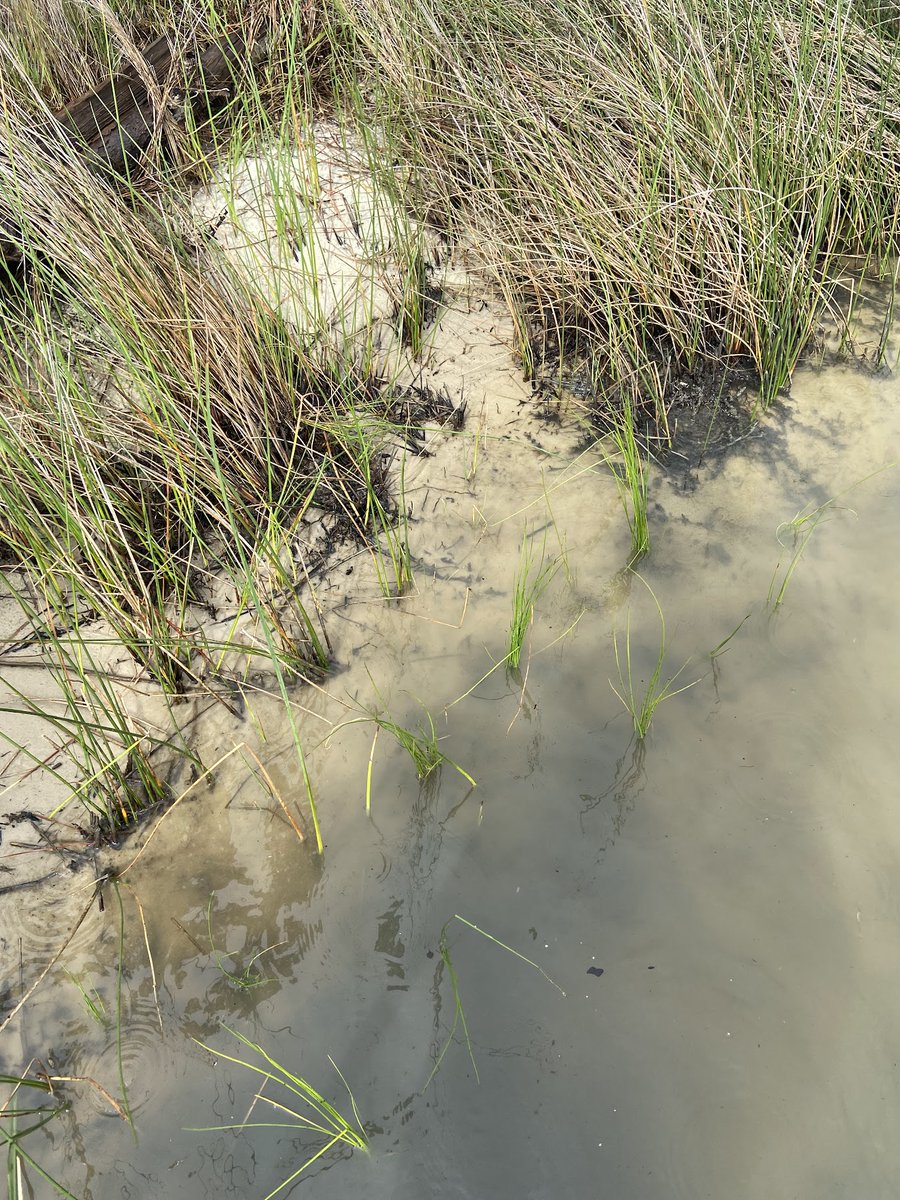 AU_Conservation's tweet photo. 🚨On July 13, 2023, Jillian Sower had the opportunity to assist The Nature Conservancy (@NCC_CNC) with planting marsh grasses at the Little Lagoon in the Bon Secour National Wildlife Refuge. Read more about Jill’s experiences planting marsh grasses below:

https://t.co/x2tEJrShvq https://t.co/oPiZqMpIyf