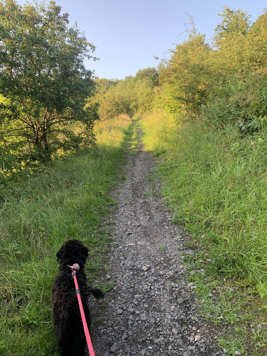TorrFleming's tweet photo. Me and Tiggy are out for a long walk to #increasemovement and #getactive @CTMUHBDietetics #75NHSChallenge https://t.co/XW8YDrvsUw