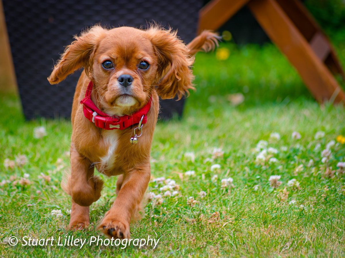 Some puppy photos. Not very often I get to do this kind of photography. What do you all think
#stuartlilleyphotography #puppyphotos #puppy #KINGCHARLESSPANIEL #puppylove #dogs #cute #cuteness #doggy #petphotography #pets #photography #photo @DreyfusJames you like your doggies