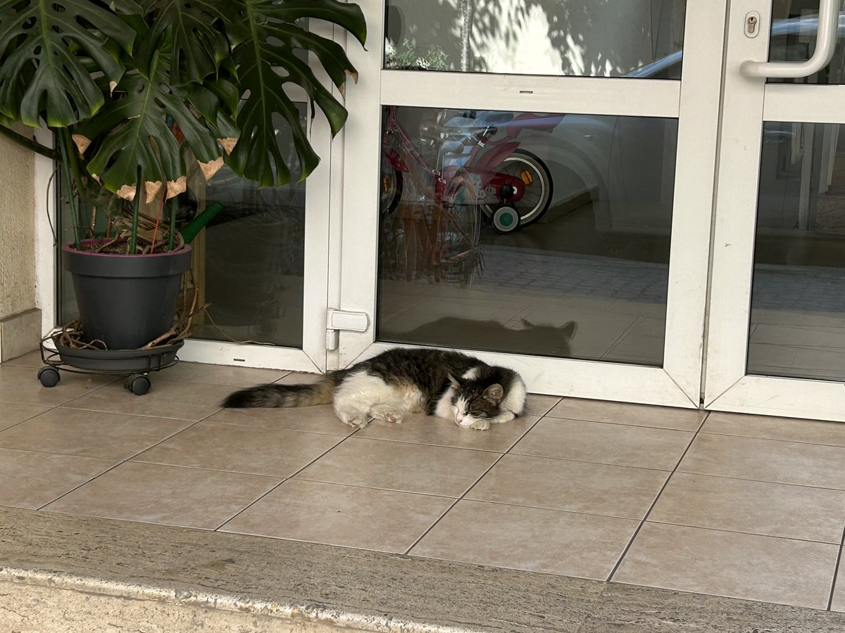 hon07y's tweet photo. 🌸💐🌺🪴🐈🐈‍⬛ loves of my life https://t.co/19GiYNgXpC